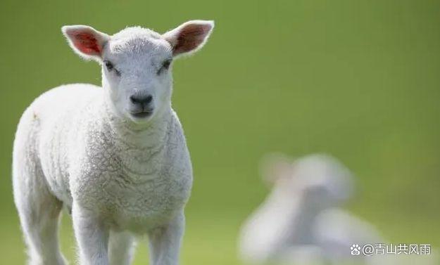 生肖羊是长辈们最爱的动物,一般都是温文尔雅,对长辈都很尊敬,很有