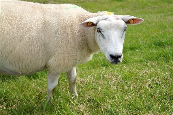 1967年属羊人2023年运势及命运55岁生肖羊在牛年每月运程如何