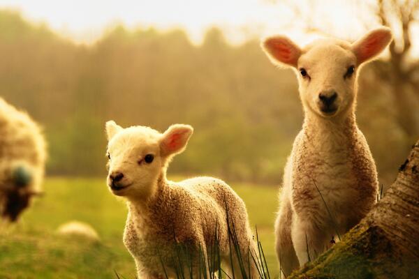 2023年属羊的几月出生最好生肖羊出生月份命理详解