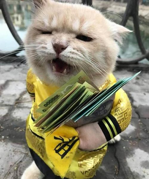 当家里有一只爱钱如命的猫,你会怎么办?要不要抢走它手里的钱