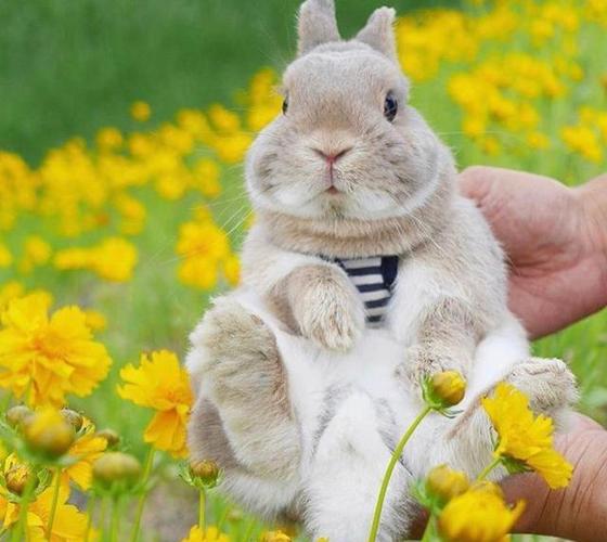 当兔子和鲜花同镜时,风景美如画,网友纷纷点赞