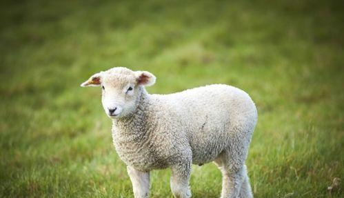 2023属羊下半年运势,2023年属羊人的全年运势如何?