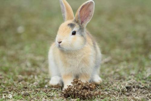 属兔人命最苦?这几个月出生的属兔人个个是富贵命!