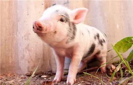 最干净的猪动物被恶搞笑点多雷的里焦外嫩2