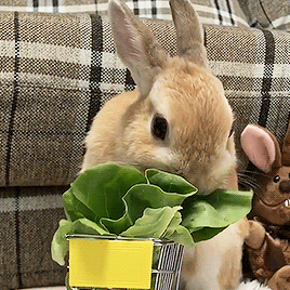 兔子吃青菜gif表情包大全搞笑动图表情