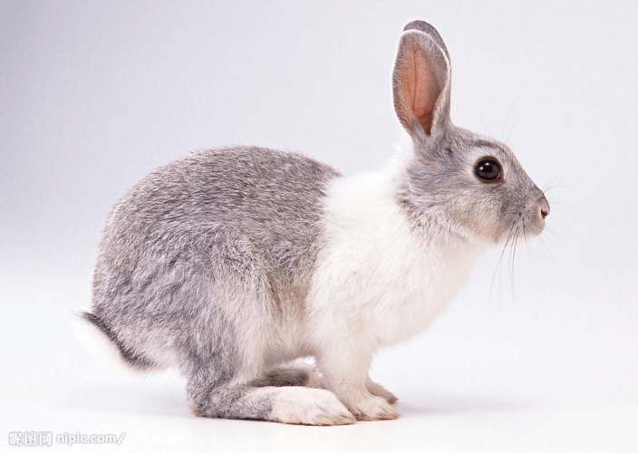 善于跳跃,跑得很快 十二生肖中的兔 哺乳纲,兔形目全体动物的统称