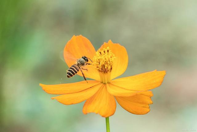 揭秘蜜蜂生活中的4种