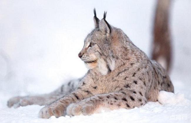 猞猁是生活在北极的一种猫科动物,体型较大尾巴较短,还非常喜欢寒冷