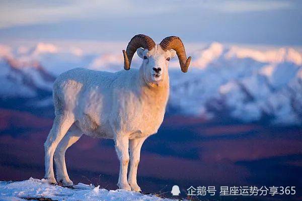 生肖羊的三合属相属羊的三合生肖是什么