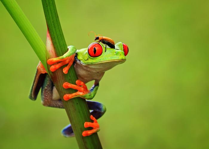 跳舞的青蛙印尼摄影师拍摄经典动物特写