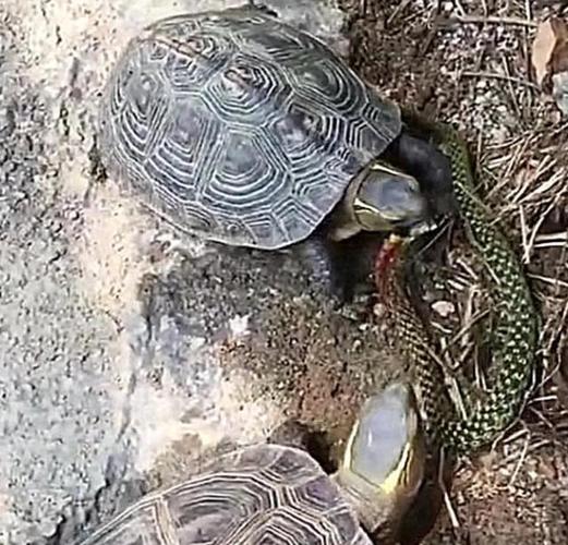 乌龟被蛇缠住以为难逃一死结果把头伸出来后来了个反杀