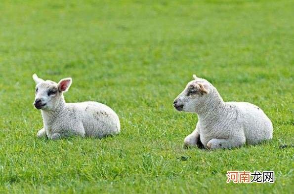 2023属羊今年有一难年出生属羊的人年属羊命中注定的情人感情运势