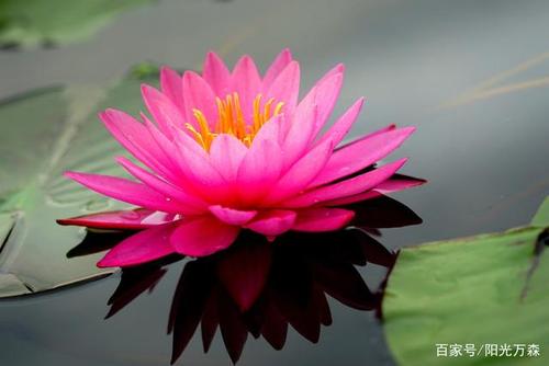 佛教与花--莲属,睡莲属之不同及18个珍品欣赏