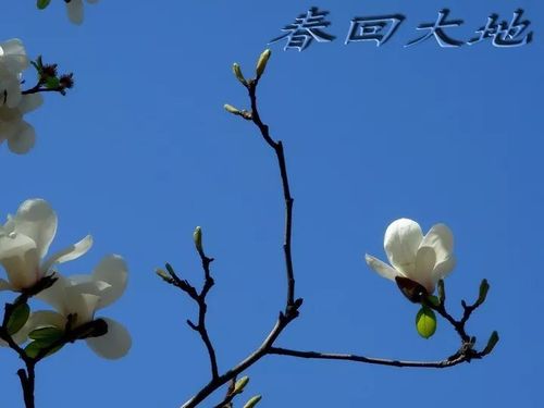 【南海风朗诵】《春回大地》作者:许海钦◆朗诵:耐心等待