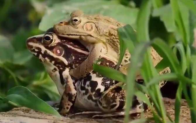 青蛙是什么动物