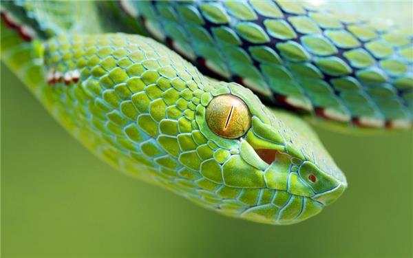 一条绿色蛇的黄色眼睛