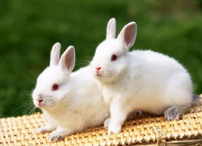 十二生肖兔与兔的婚配生肖兔跟什么最配属兔的属相婚配表