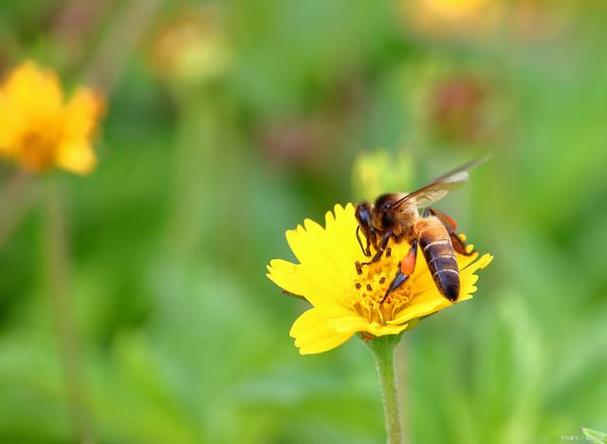 梦见蜜蜂是什么预兆