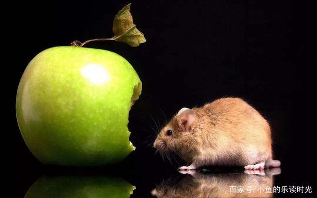 为什么鼠在12生肖排老大?为什么科学家喜欢用小白鼠做实验?