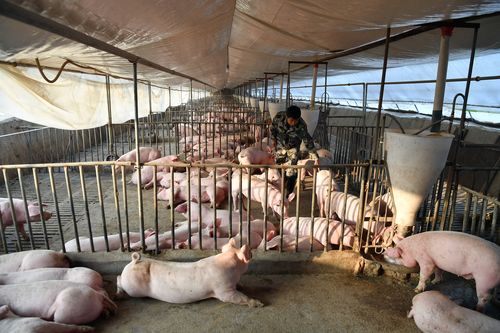 平顶山市的河南康龙集团管理员在猪舍里检查猪的饲养情况,猪圈里还