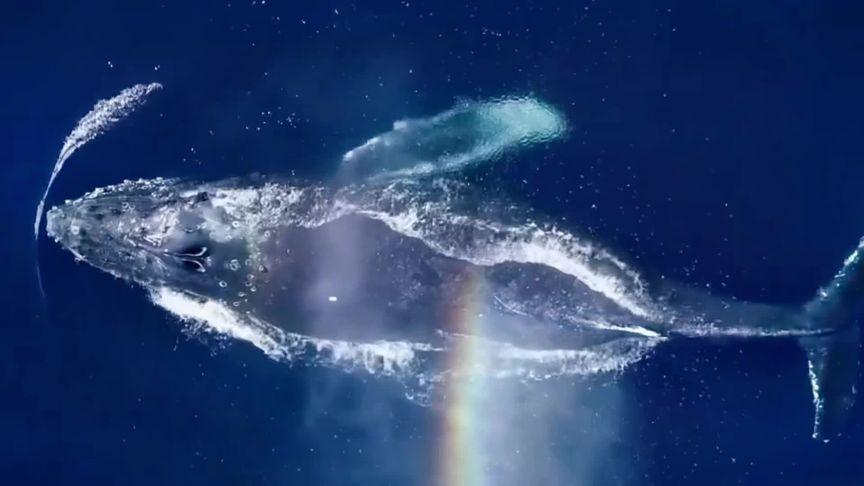 一条喷出彩虹的鲸鱼,点赞,许愿好运爆棚 #鲸鱼 #彩虹 #情感