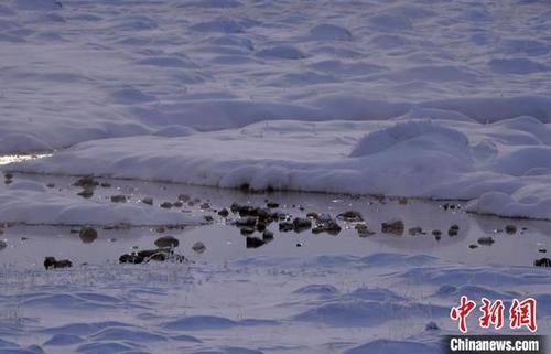 肖永浩 摄 进入小寒节气,海拔2000多米的巴音布鲁克草原,到处白雪皑皑