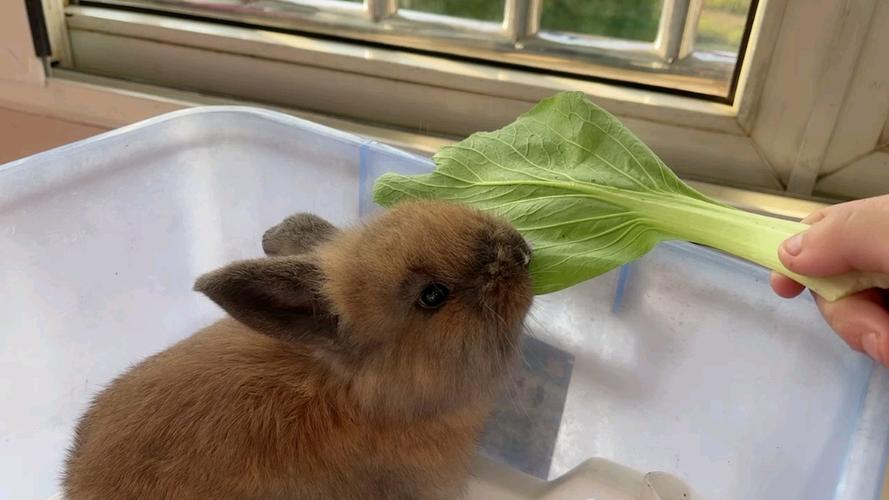 爱吃青菜的可爱兔子