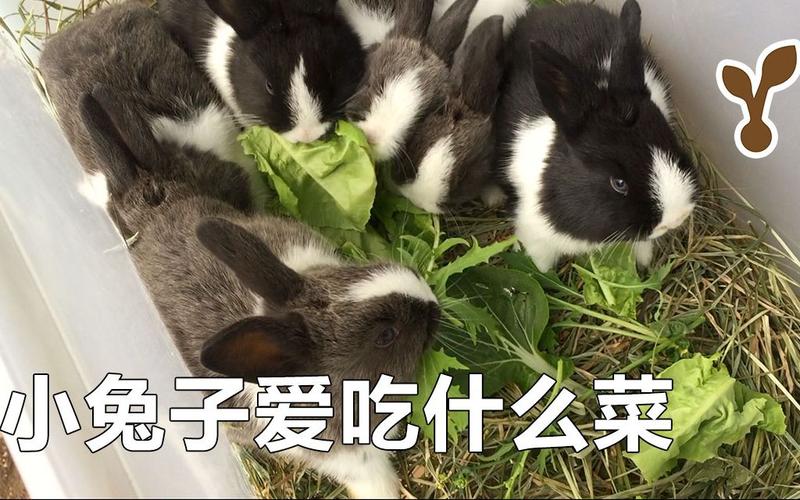 小兔子爱吃什么菜试吃9种青菜