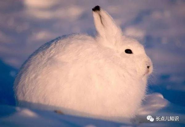 最耐寒的动物是什么动物世界上最不怕冷的动物排名