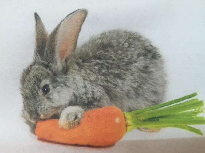 小兔子,真可爱,爱吃萝卜和青菜.