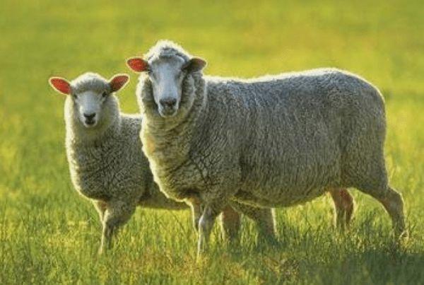 属羊人6月份以及下半年的运势怎么样家有属羊的速看