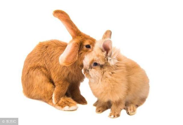兔 生肖狗中吉属兔和属狗的人相配度比较高互补性比较强是很不错的