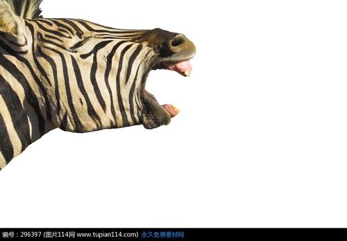 张开嘴巴的斑马高清图片_陆地动物_图片114
