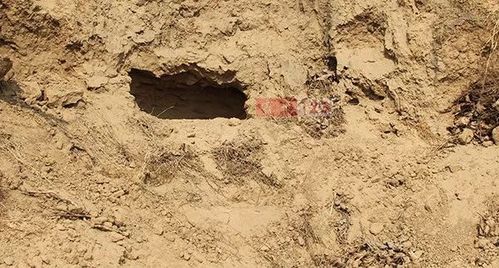 图为该疑似古墓旁的土洞