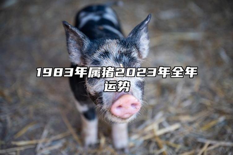 1983年属猪2023年全年运势 1983年属猪2023年全年运势运程