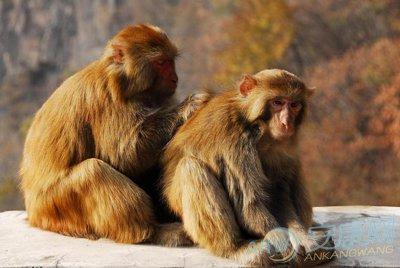 属猴1956年寿命多少1956年属猴的人2023年运程