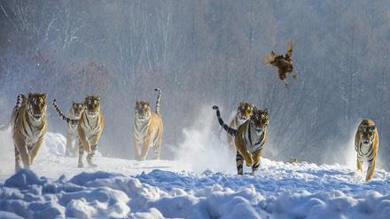 东北虎图片:雪地里的东北虎嬉闹玩耍 十二生肖虎图片