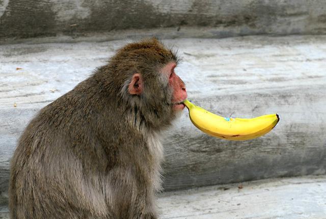 猴子剥香蕉时,总是从底部开始剥?这得从原始的野香蕉开始说起