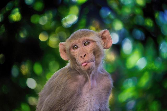 十二生肖中的猴子,是聪明伶俐,机智,幽默的代名词.