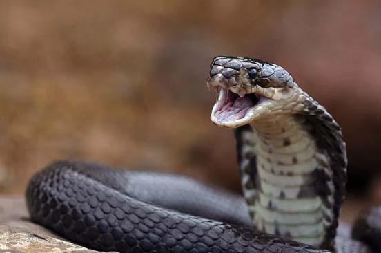 眼睛王蛇的毒液注射量最高可达600毫克,足以毒死20多个成年人