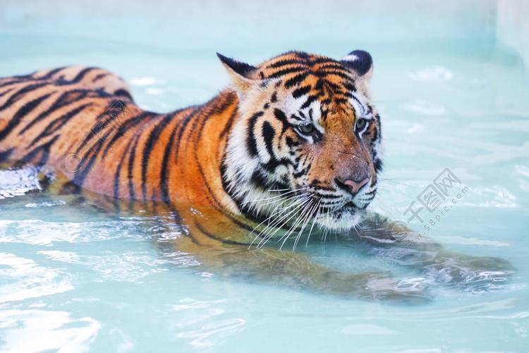 老虎躺在游泳池里老虎躺在游泳池里