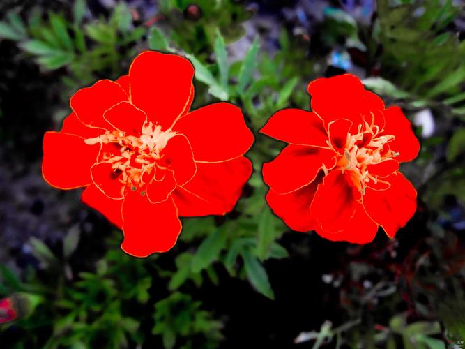 两朵小红花