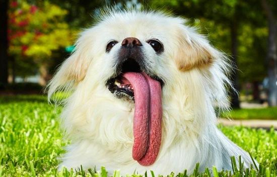 舌头最长的狗吉尼斯纪录