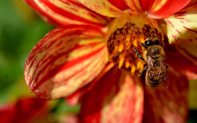 蜜蜂在风水学上的说法是什么?