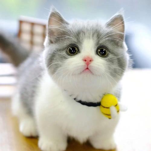 英短蓝白白猫幼猫纯种折耳英国短毛猫矮脚小猫猫咪